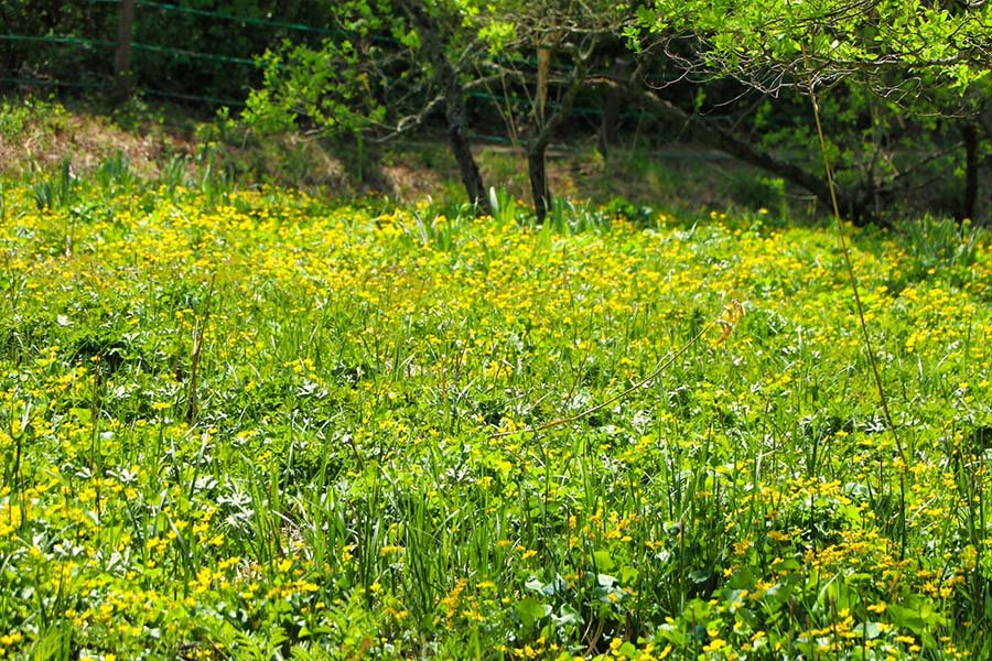 🏞️ 코이가쿠보 습원 이미지 7